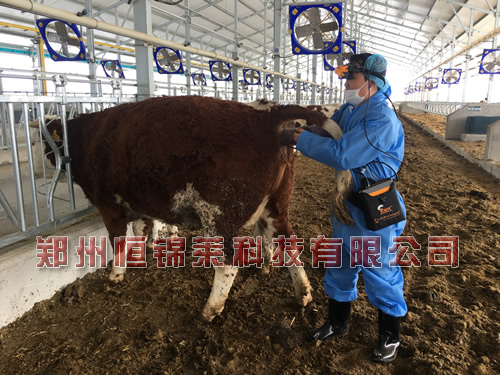 进口牛用B超机检测母牛妊娠