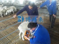 便携式羊用B超仪直肠检测母羊妊娠的方