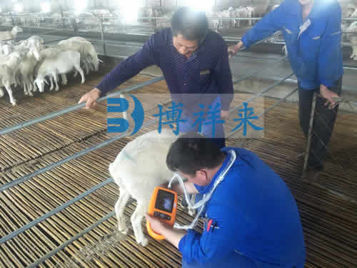 便携式羊用B超检测母羊妊娠方法