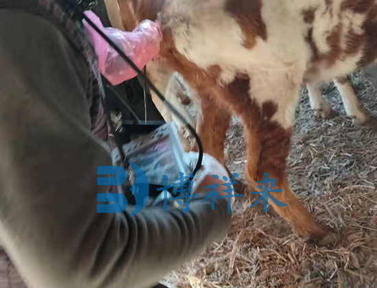 便携式牛用B超检测母牛子宫恢复情况