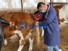 兽用B超机厂家去内蒙培训牛用B超测孕方法