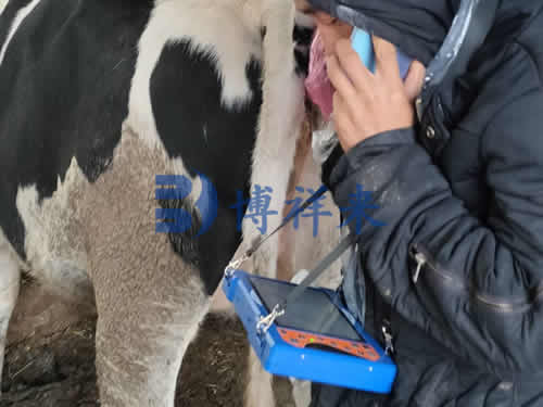 兽用B超机对奶牛进行超声波检测