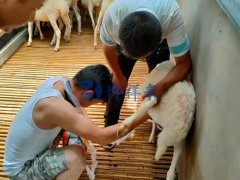 羊用B超机对母羊的测孕方法