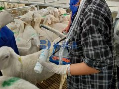 羊用B超机的测孕方法——直肠妊娠检测