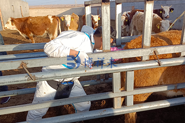 内蒙牛场培训牛用B超的使用案例