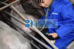兽用B超机测母猪妊娠的方法