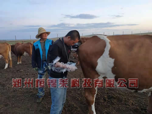 进口牛用B超检测母牛发情方法