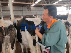 牛用B超技术老师到沧州奶牛场培训