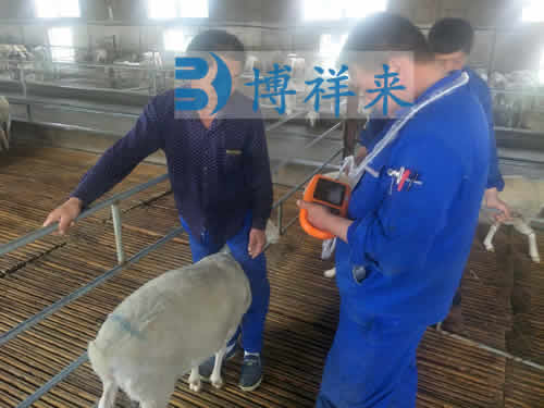 使用羊用B超仪进行选种鉴定的方法