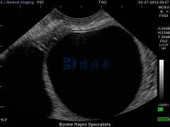 牛用B超机检测奶牛卵泡囊肿的图像特点
