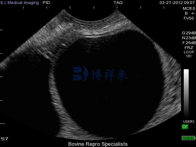 牛用B超检测图片卵泡囊肿特点