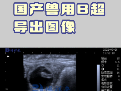 分享一个牛用B超机检测母牛各天数超声视频