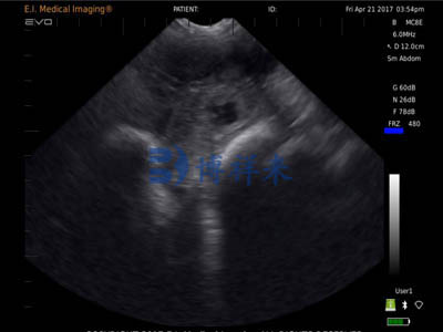 兽用B超机检测母猪妊娠图像