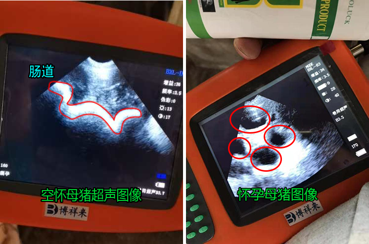 母猪空怀与怀孕图像.png