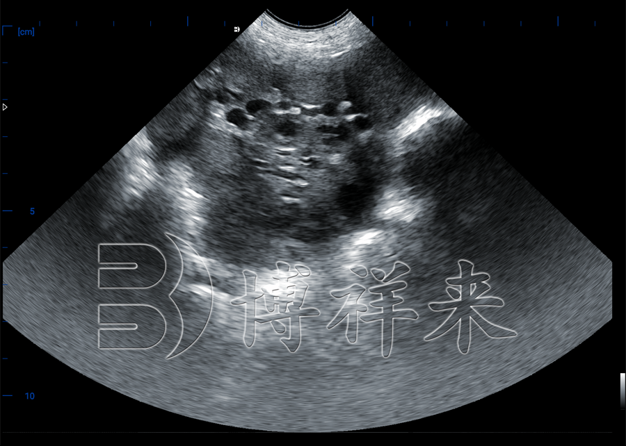 v80牧原测猪卵泡-小.png