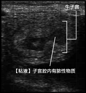牛-子宫内膜炎.png