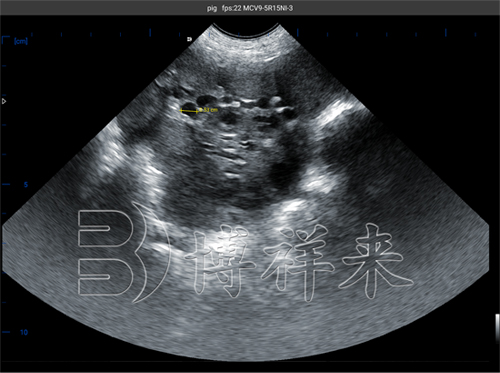 v80牧原测猪卵泡2.jpg