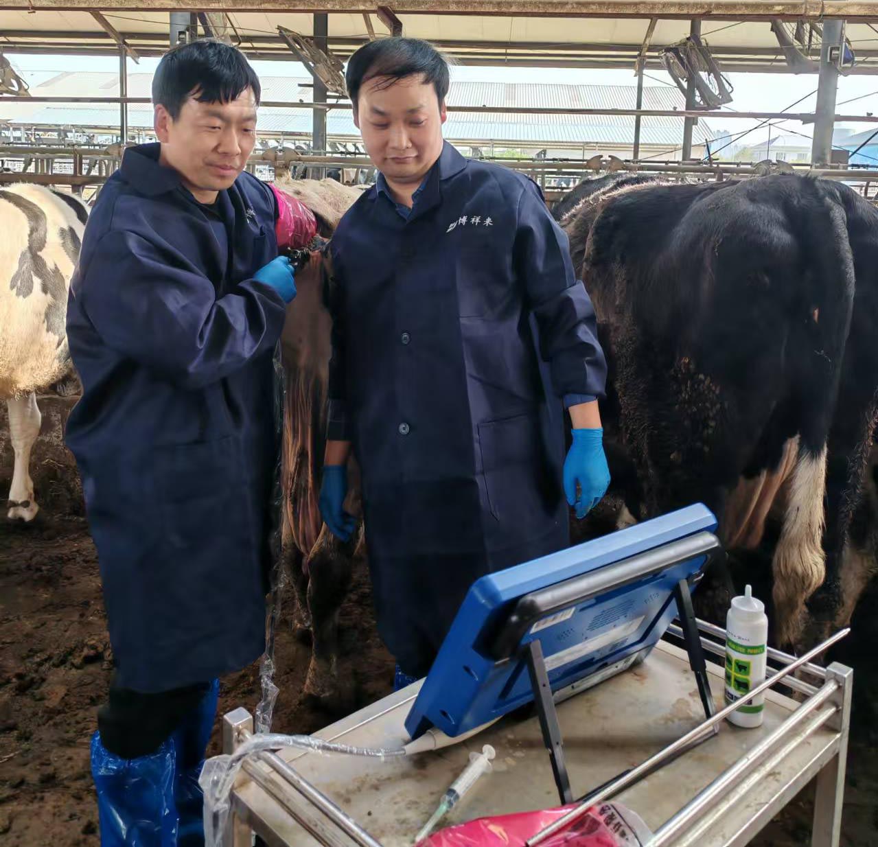 牛用采卵仪培训 牛用采卵仪培训