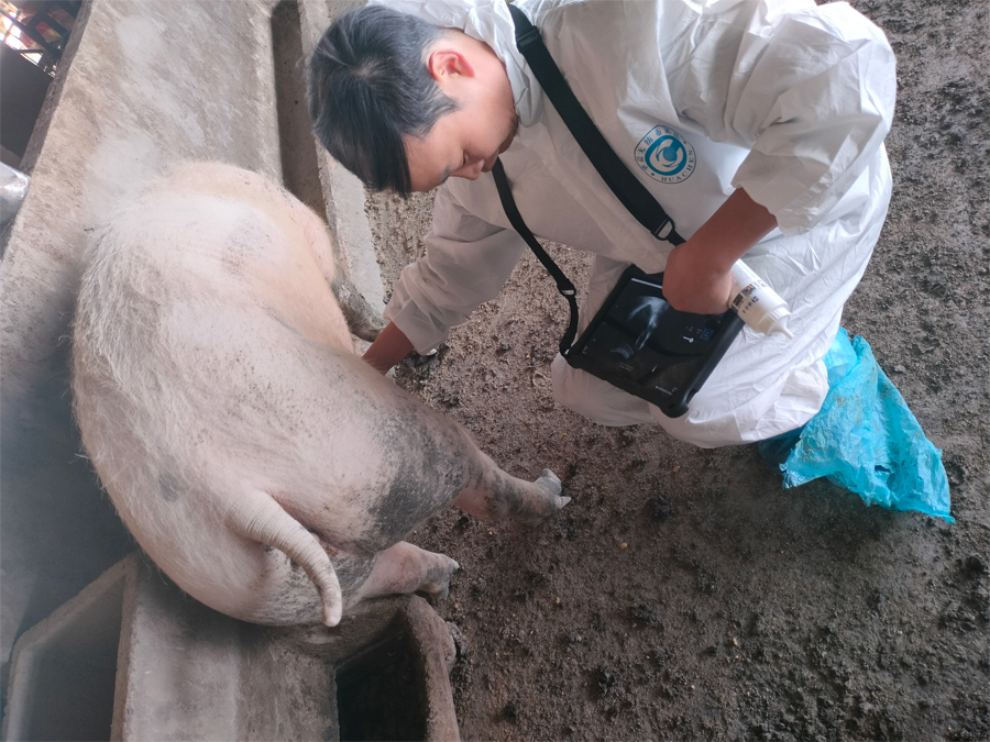 高清猪用B超测孕仪 高清猪用B超测孕仪