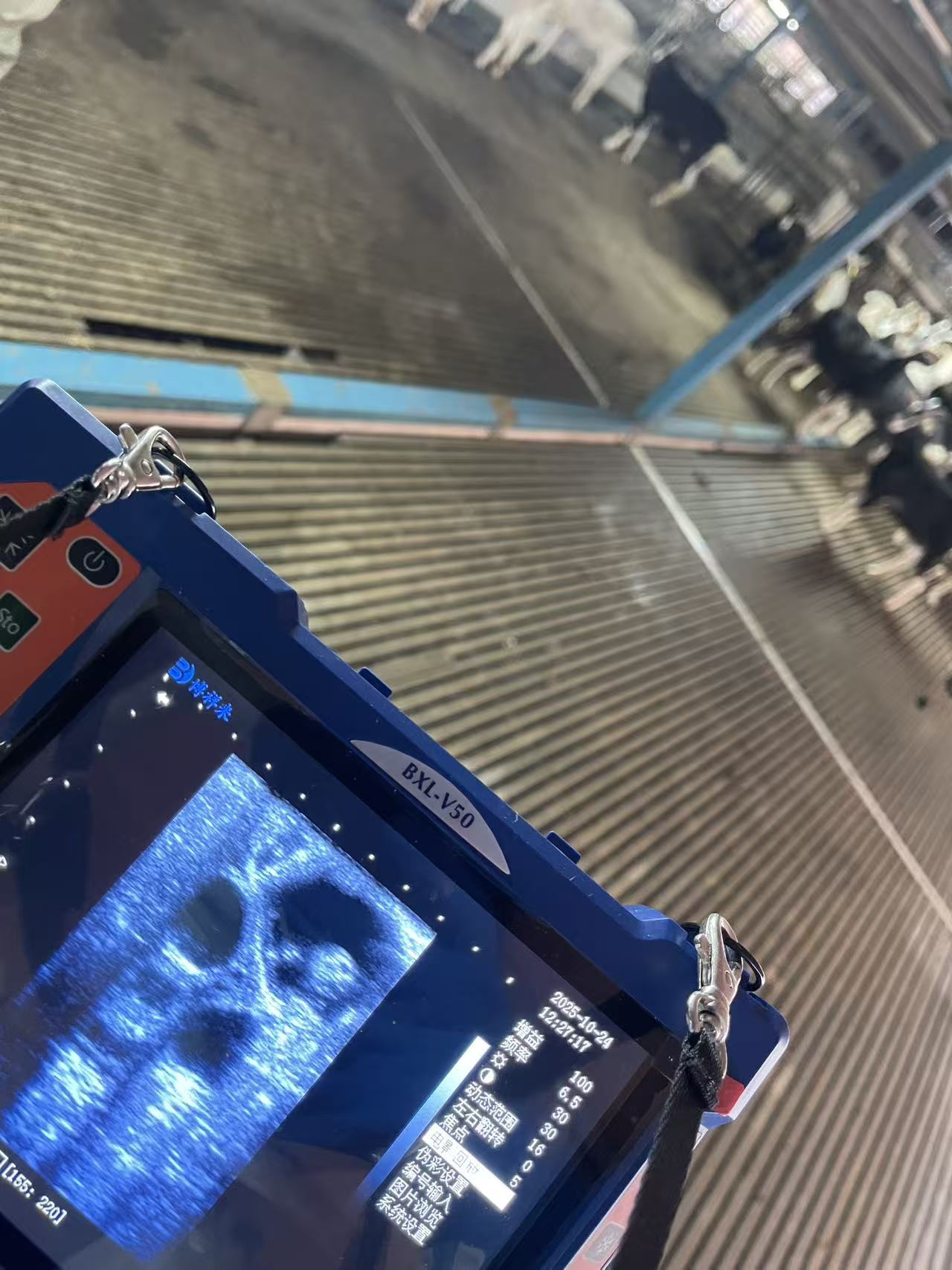 V50羊直肠测羊 (1).jpg