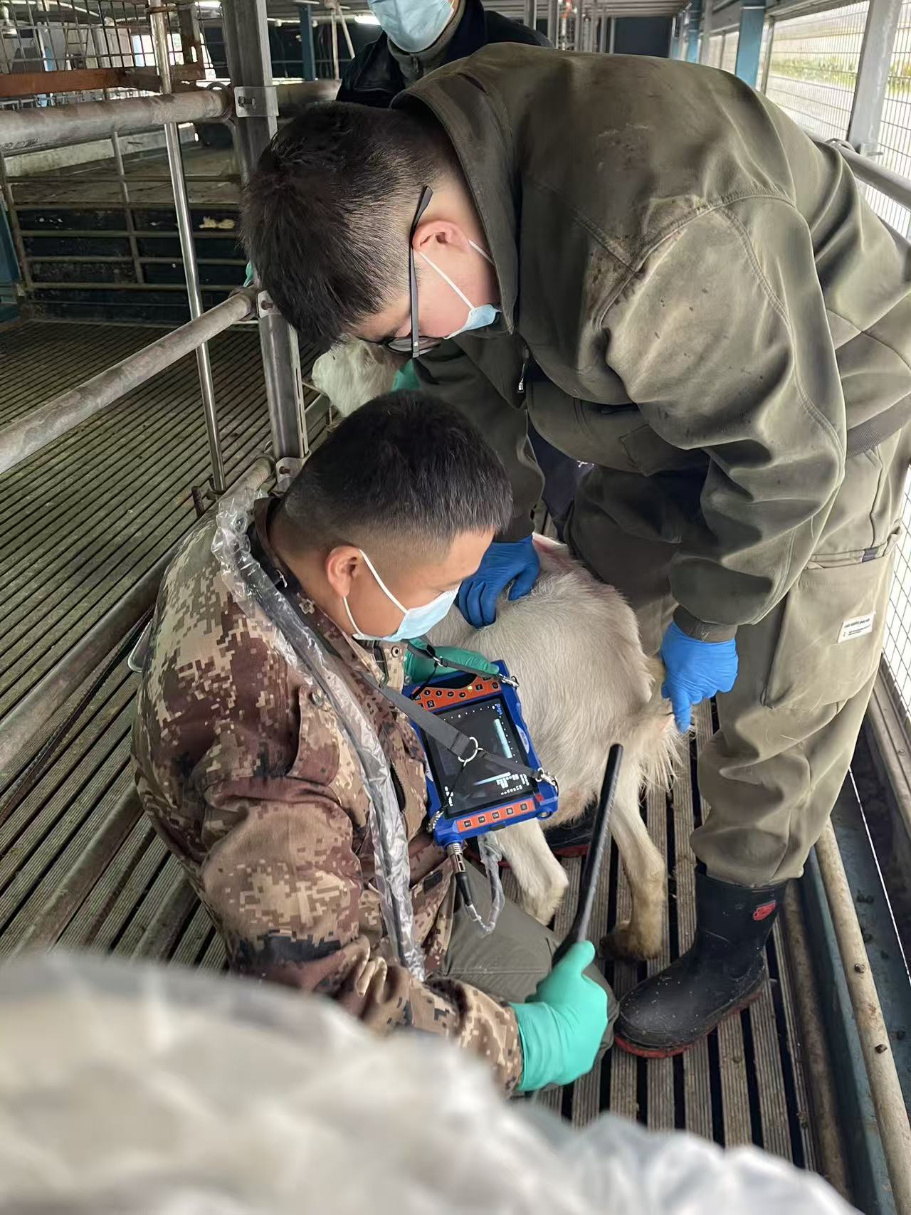 V50羊直肠测羊 (5).jpg