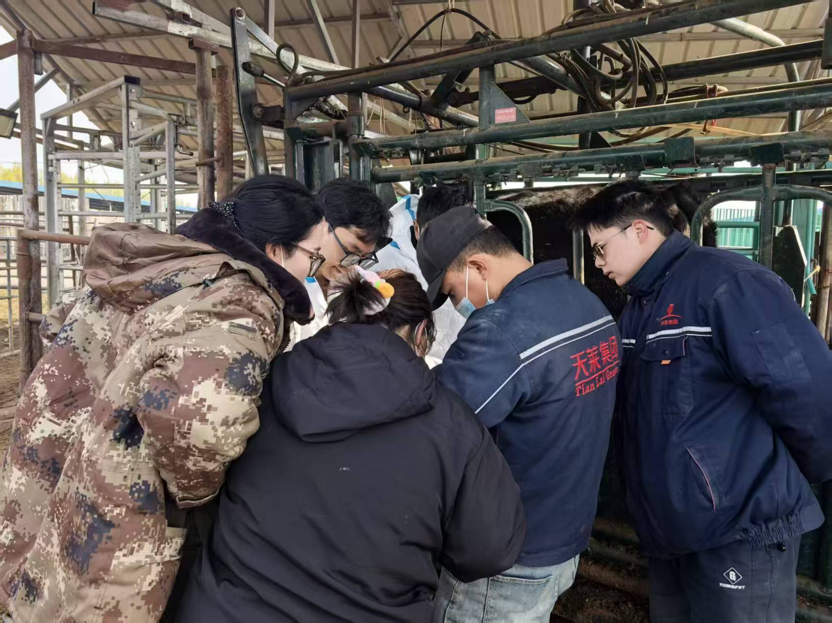 新疆天莱DB20测牛背膘 (2).jpg