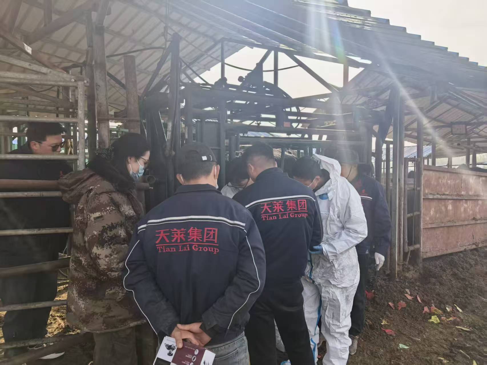 牛背膘眼肌测定仪培训案例 牛背膘眼肌测定仪培训案例