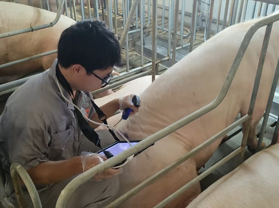 2025.10.28 宁波二厂V80大凸测猪 (2).jpg