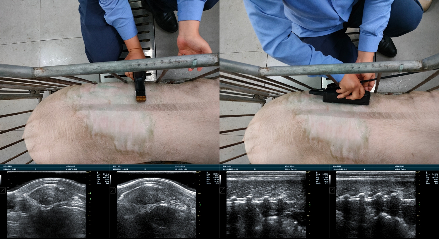 DZ20 各家测猪背膘眼肌机器对比 (26).jpg