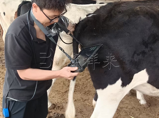 宁夏银川贺兰县牛用B超机s200测孕