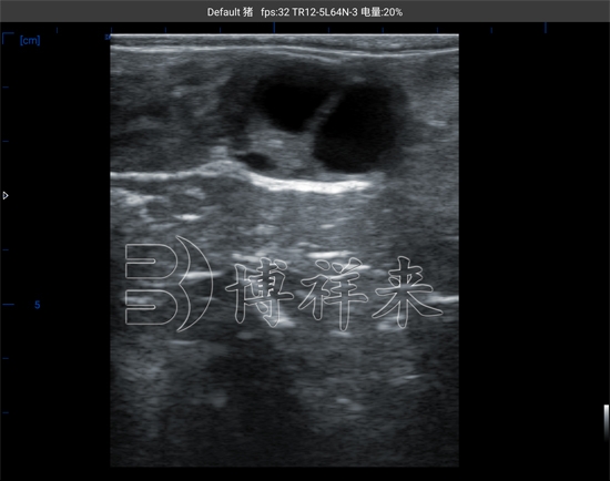 S300牛卵泡 -小.jpg