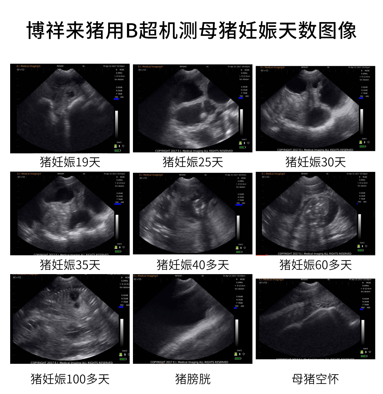 母猪怀孕天数超声图像
