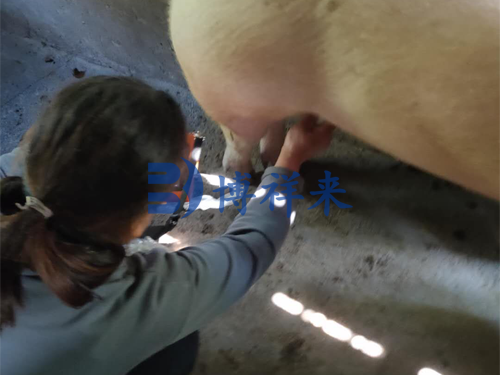 博祥来高清猪用B超机测孕