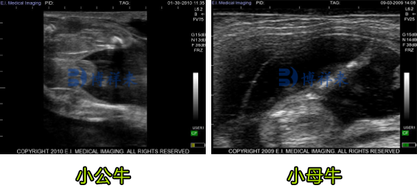 母牛怀孕胎儿公母判断B超图像