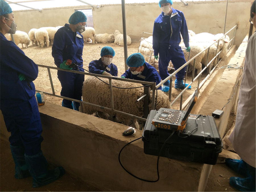 羊 背膘眼肌 (2小).jpg