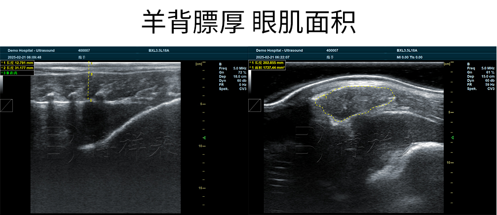 2025.02 赛诺羊场DZ20羊背膘眼肌合图.jpg