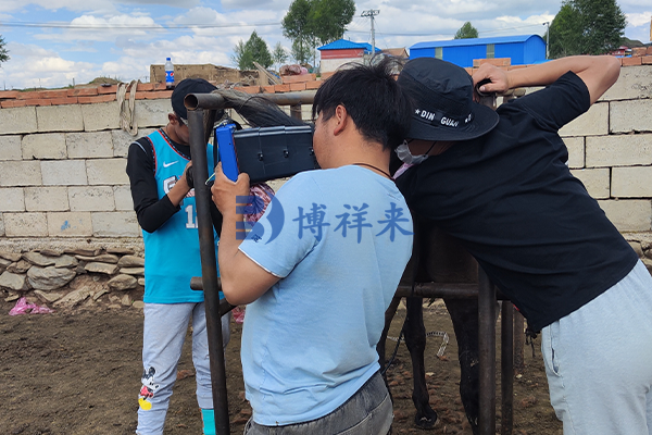 马用B超机检测马排卵时间
