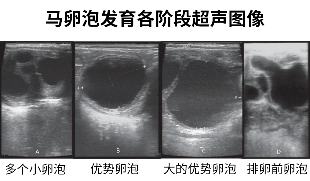 马卵泡发育大小超声图片