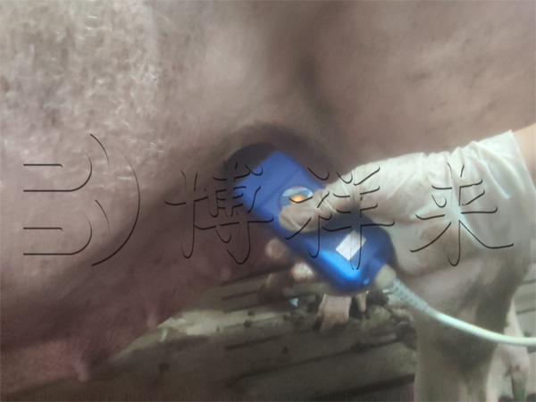高清猪测孕B超仪