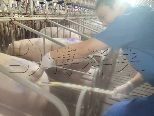 广东温氏猪场使用BXL-V80猪用B超机