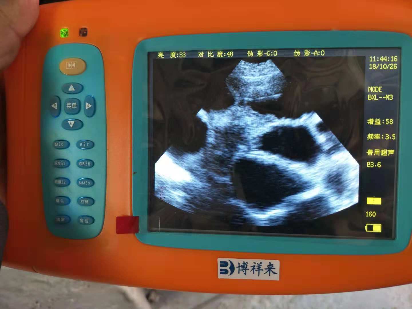 给母猪测孕的B超机图像
