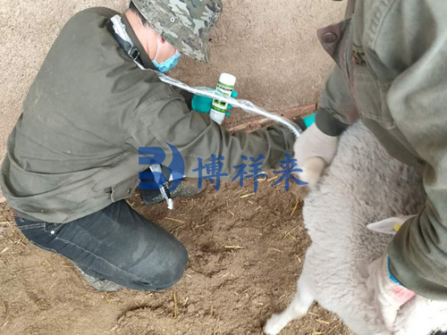 羊用B超仪检测早期妊娠