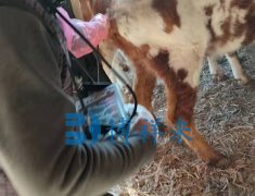 牛用B超机的早期怀孕检测