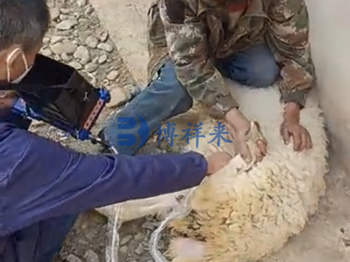 羊用B超机的超声检测