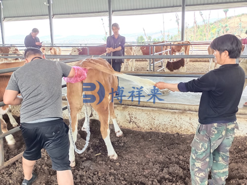 兽用B超机测母牛妊娠