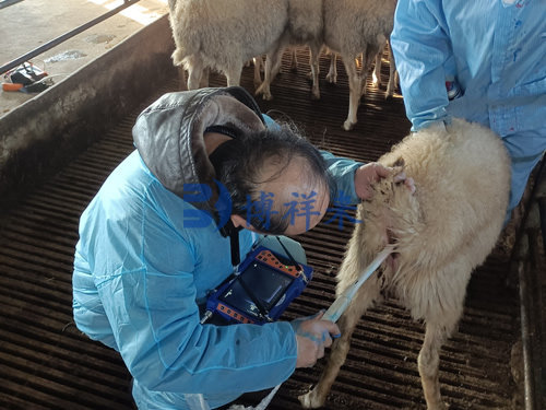 羊用B超机直肠测羊怀孕