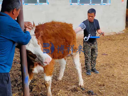 高清兽用B超机检测母牛妊娠