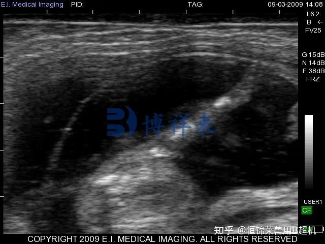 小母牛B超图像