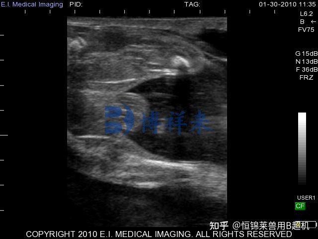 小公牛超声图像