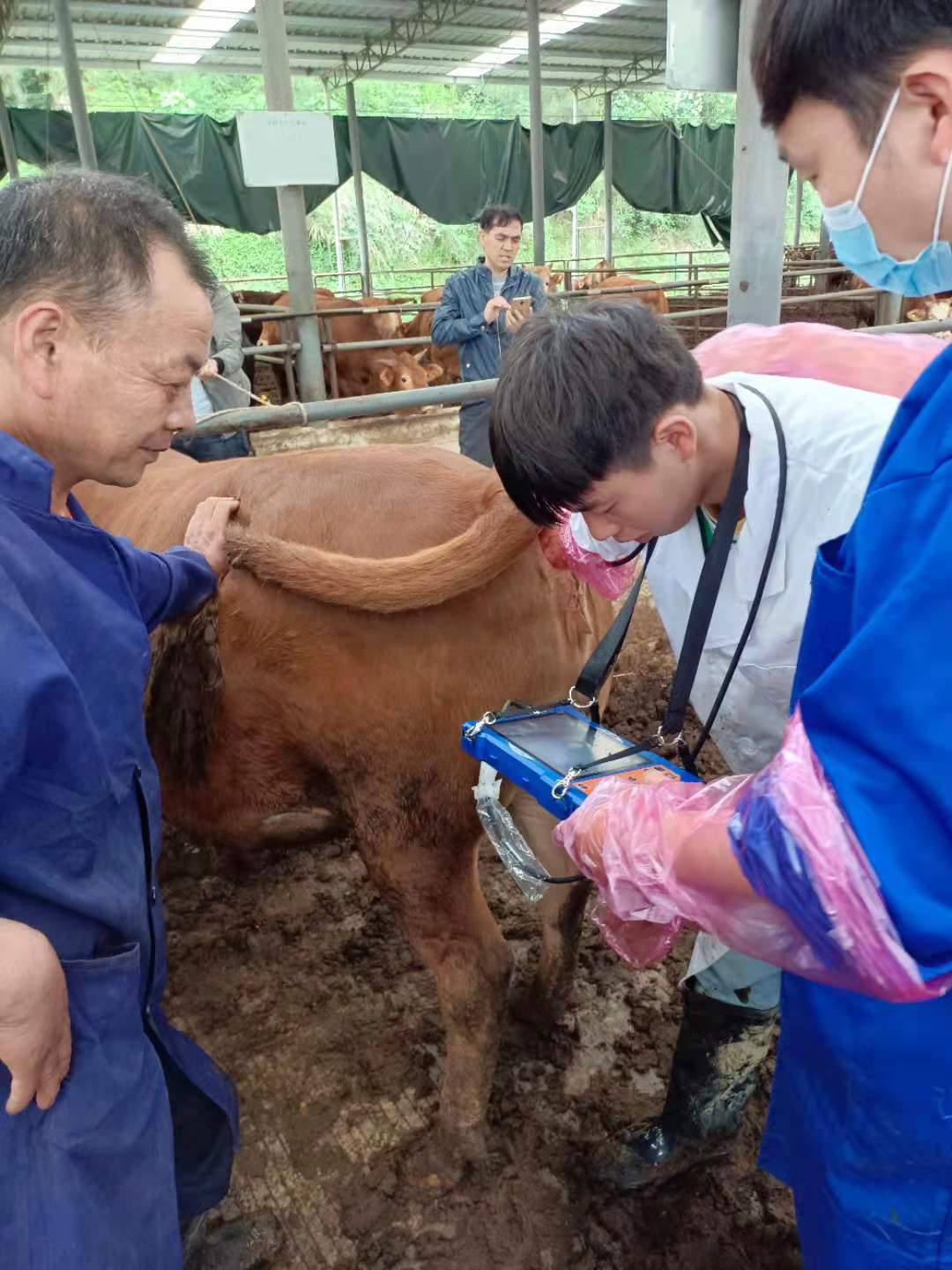 牛用B超检测母牛发情周期超声图像